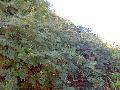 Pepper Vine / Ampelopsis arborea